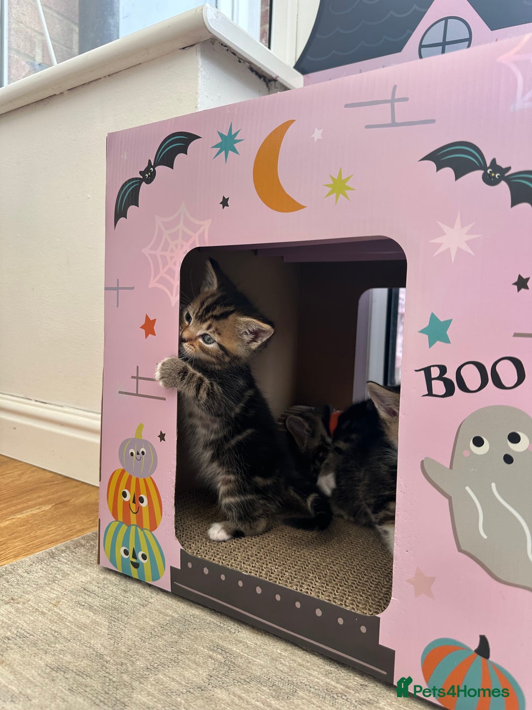 Mixed Breed cats for sale: Beautiful Tabby Kittens For Sale  - Image 22