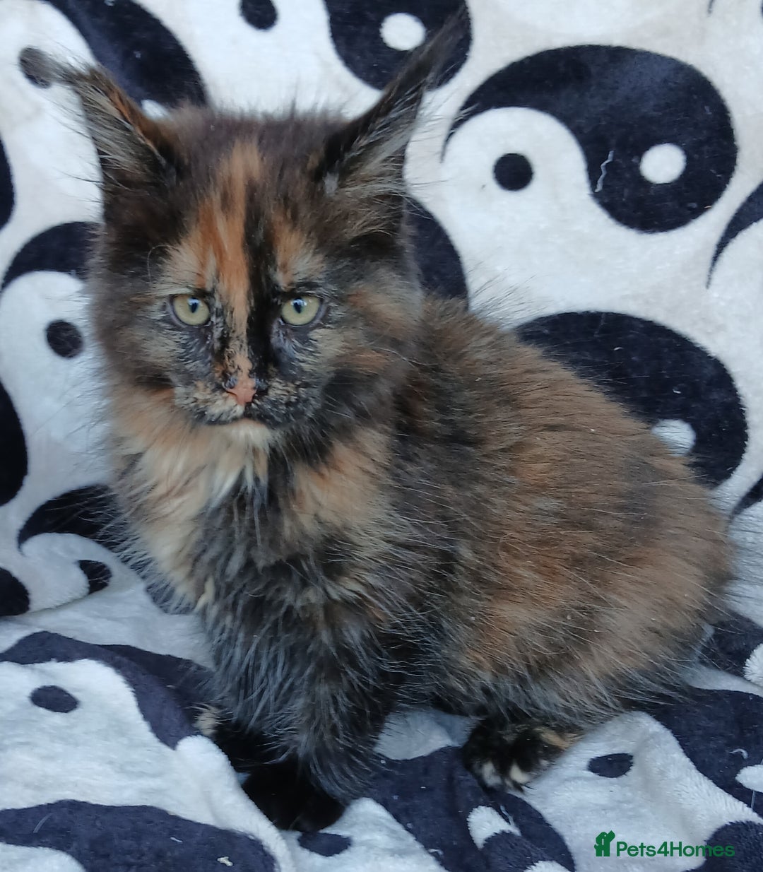 Maine Coon cats for sale: Last remaining TICA reg girl Ready now! - Advert 2