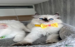 Ragdoll cats for sale: Registered Ragdoll kittens LAST GIRL HCM/PKD clear - Image 19