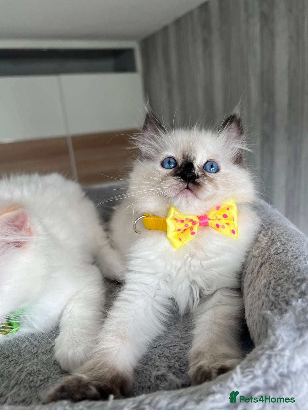 Ragdoll cats for sale: Registered Ragdoll kittens LAST GIRL HCM/PKD clear - Image 19