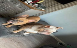 French Bulldog dogs for sale: French bulldog  - Image 3