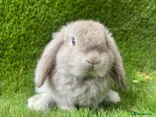Mini Lion Lop rabbits Mini lops - Advert 3