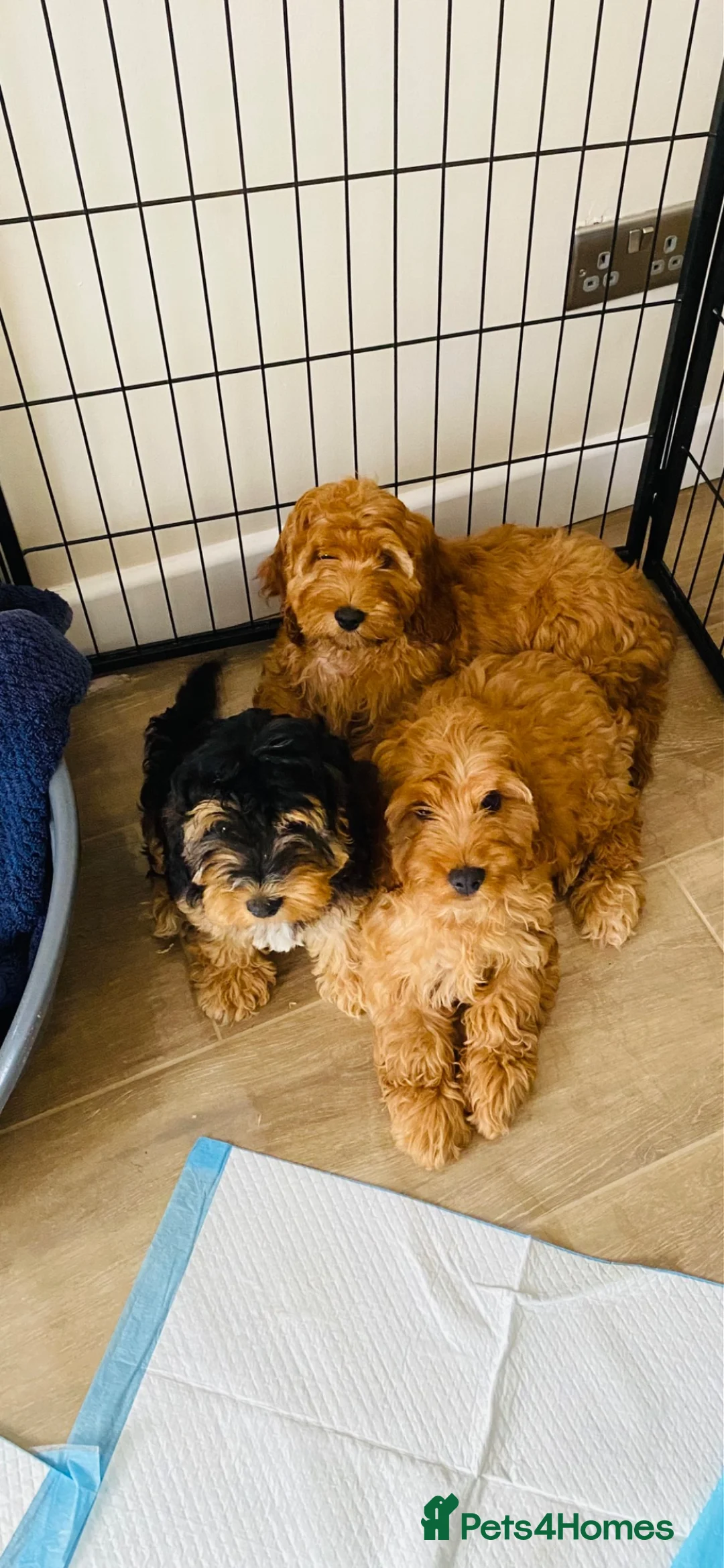Cockapoo dogs for sale: Cockerpoo puppy  in Slough - Advert 1