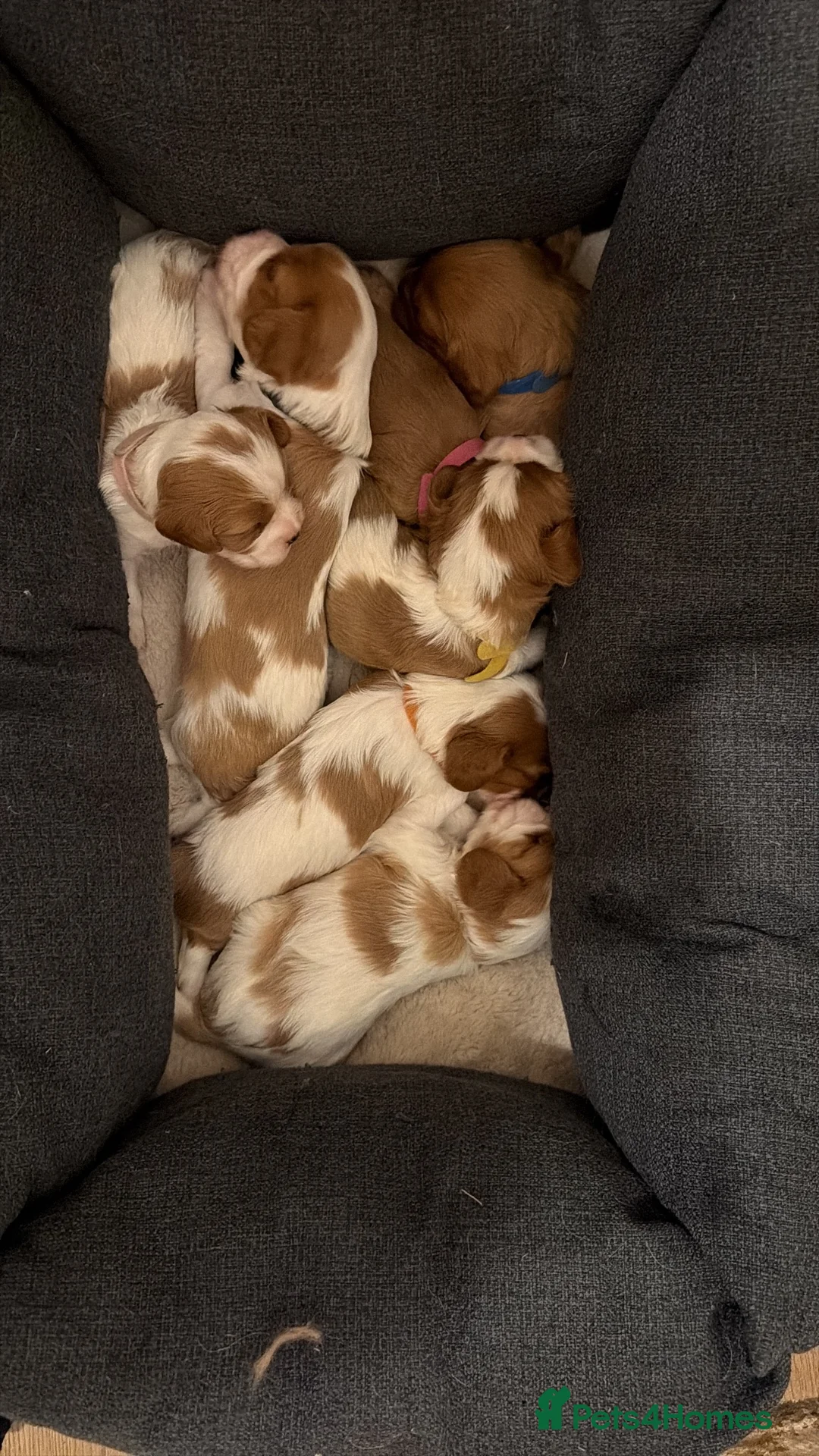 Cavalier King Charles Spaniel dogs for sale: 7 beautiful cavalier King Charles spaniel in Wigston - Advert 12