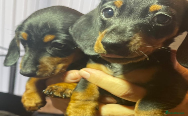 Dachshund dogs - Advert 6
