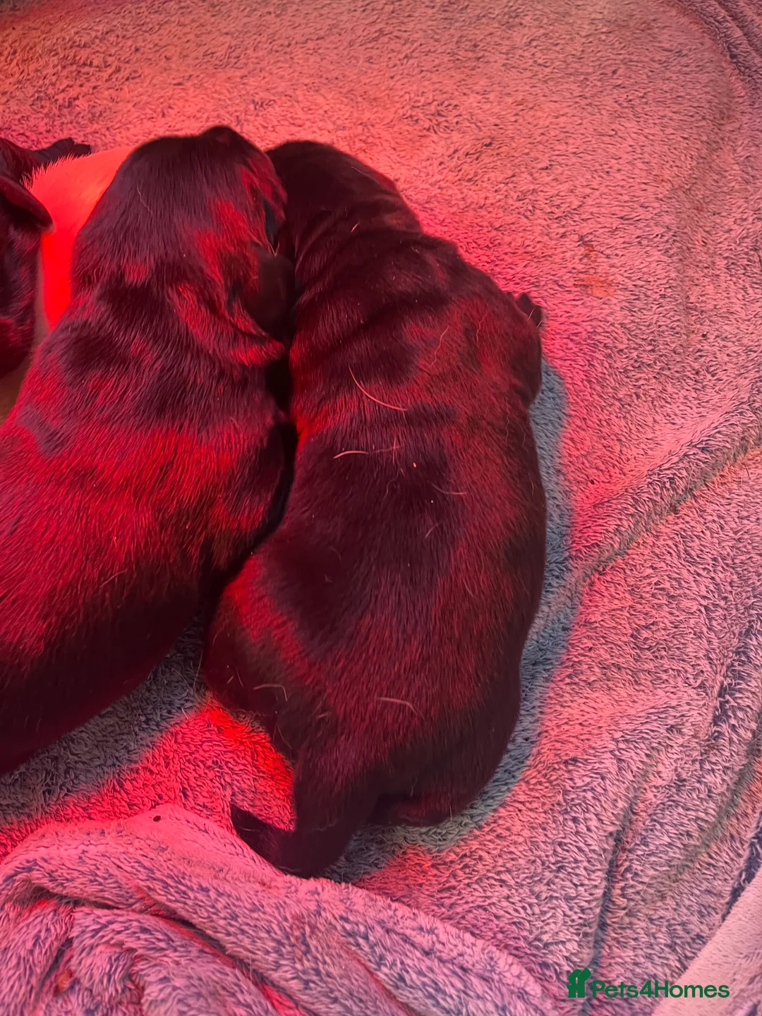 Labrador Retriever dogs for sale: Beautiful Labrador puppy’s  - Advert 27