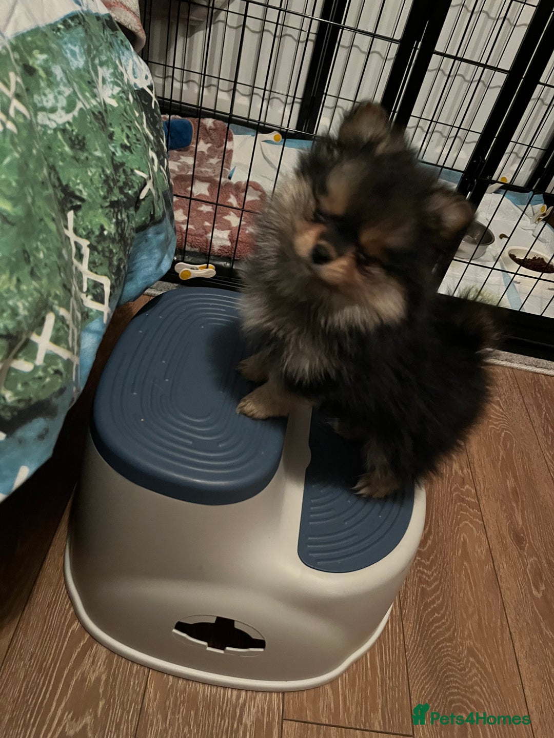 Pomeranian dogs for sale: Gorgeous miniature Pomeranian pups - Advert 19