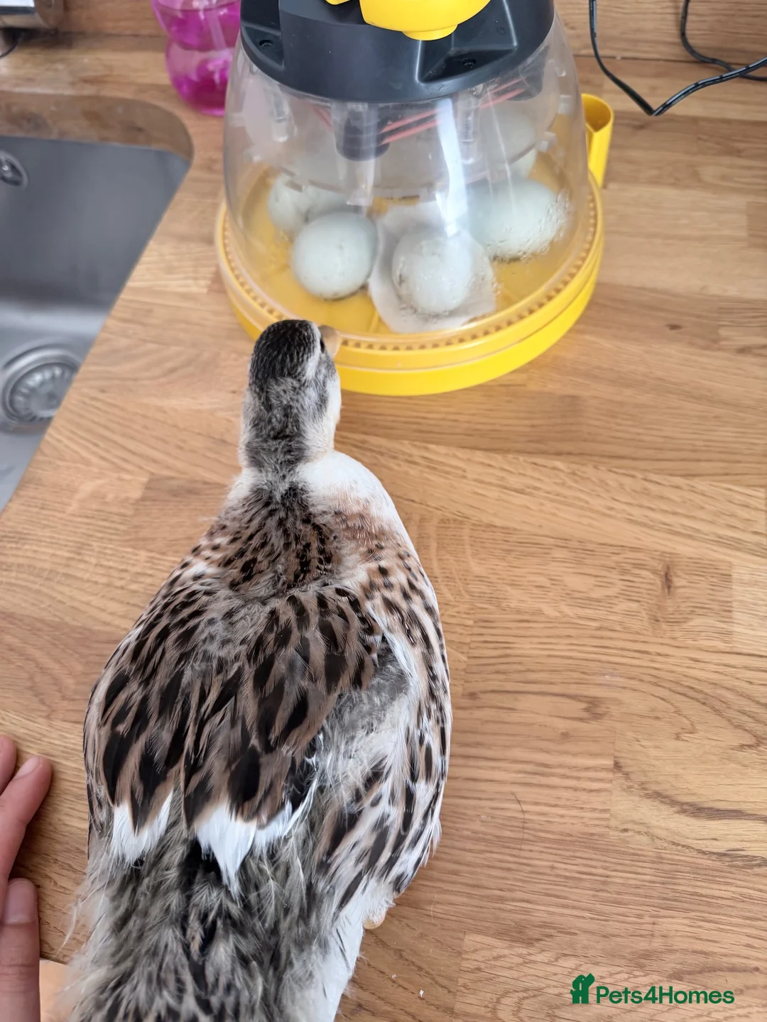 Ducks poultry for sale: 6 Male & Female Miniature Silver Appleyard Ducks  - Advert 2
