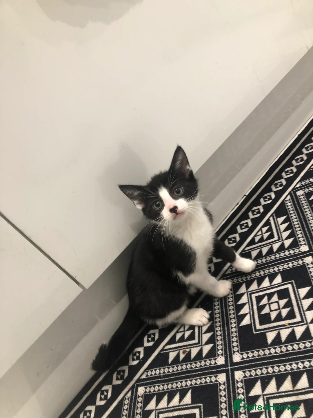 Mixed Breed cats for sale: 3 Lovely Kittens Ready Now  - Advert 8