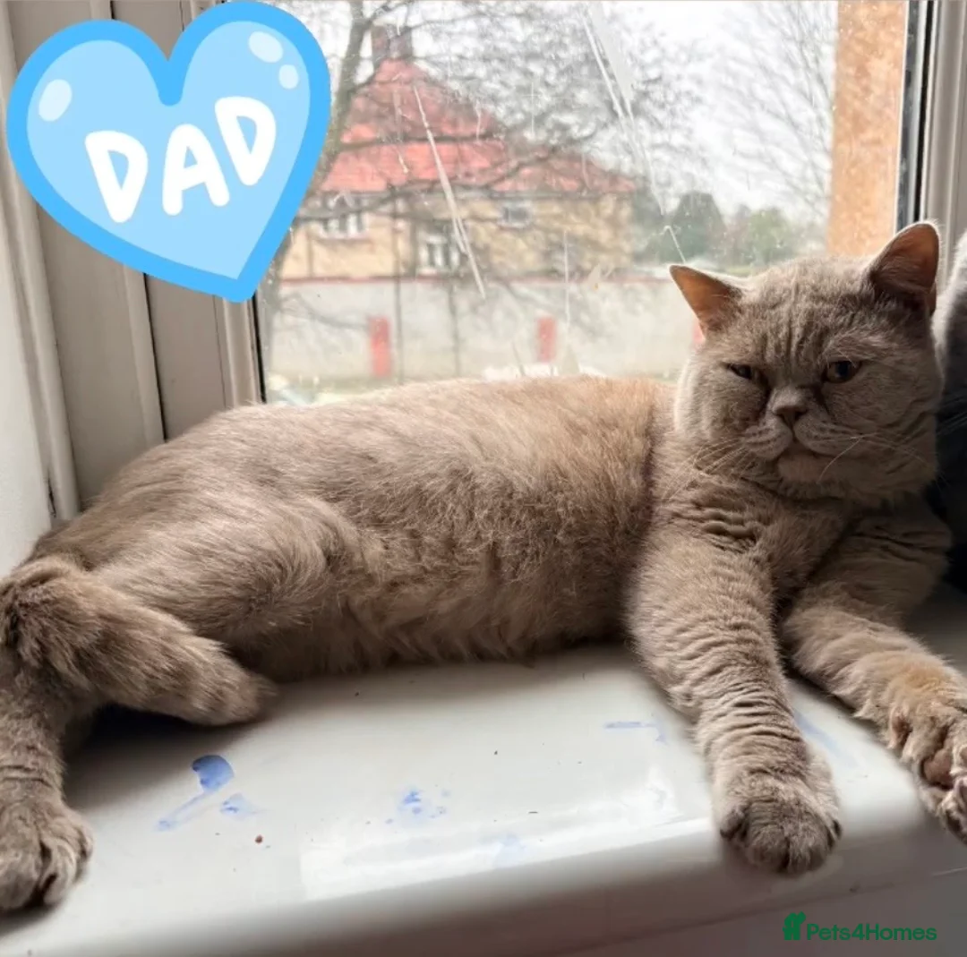 British Shorthair cats for sale: Beautiful Lilac British Shorthair Male - Advert 2