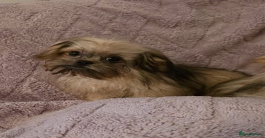 Mixed Breed dogs - Advert 4