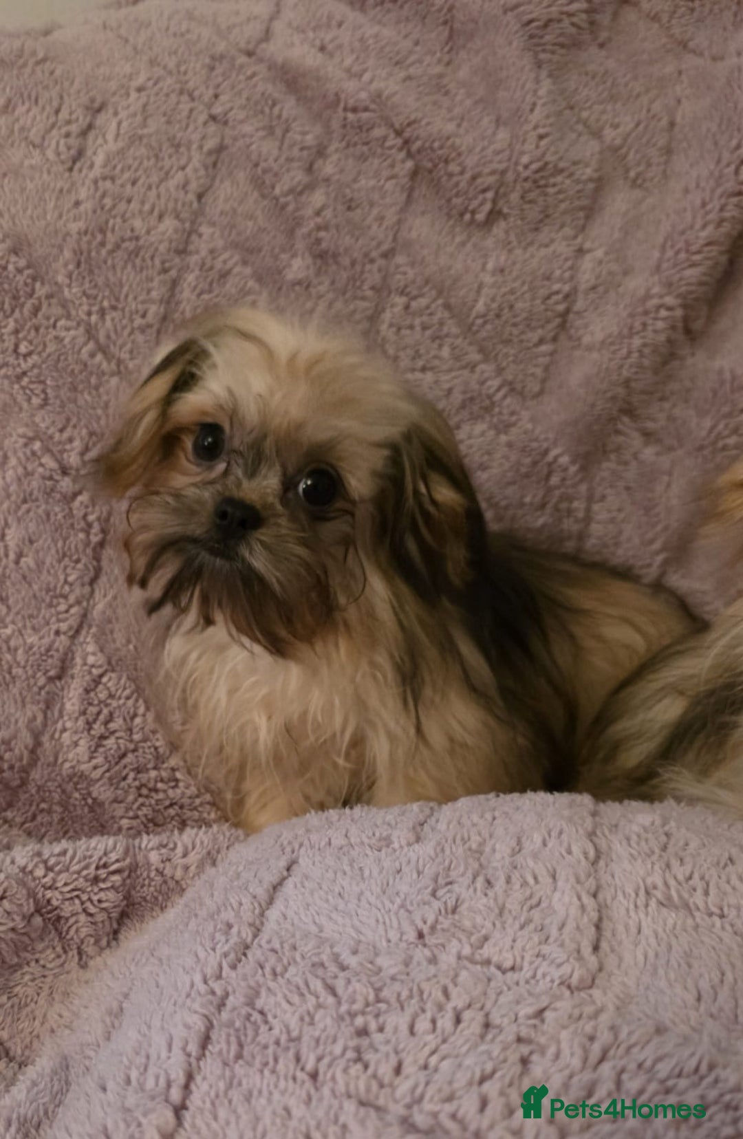 Mixed Breed dogs for sale: TINY IMPERIAL SHITZU X POMERANIAN  - Image 2