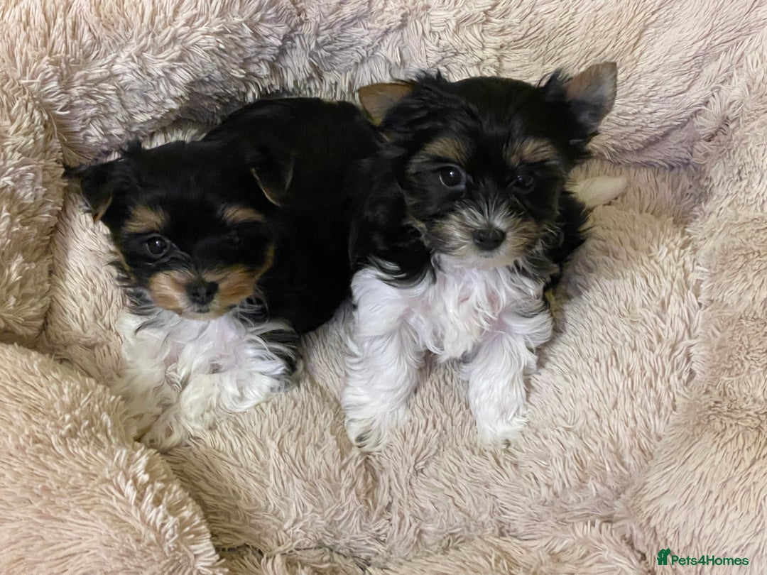 Yorkshire Terrier dogs for sale: York puppies for sale - Image 27