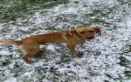 Labrador Retriever dogs for stud: Proven Stud, Fully Health Tested.  . in Tonbridge - Image 6