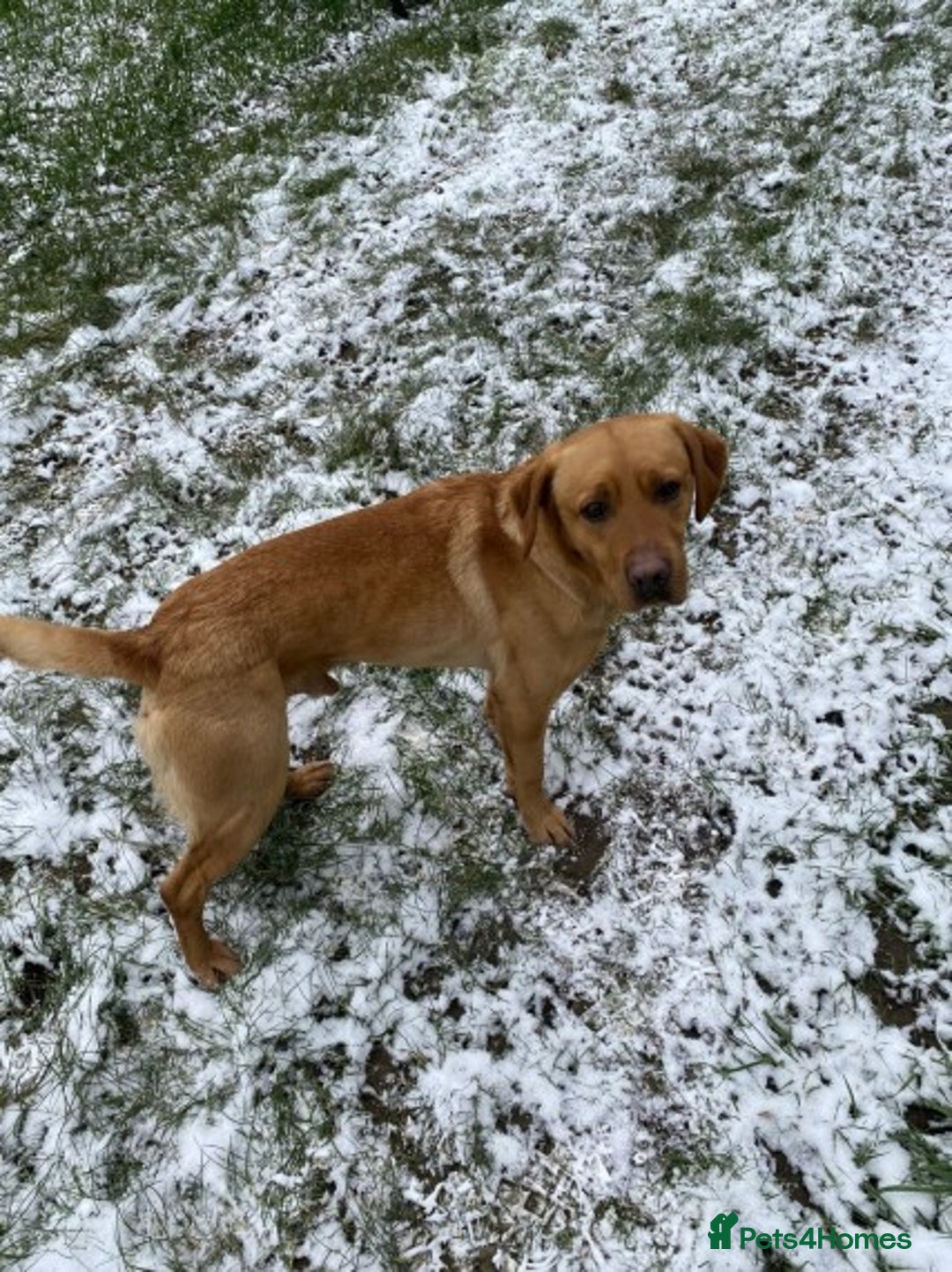 Labrador Retriever dogs for stud: Proven Stud, Fully Health Tested.  . in Tonbridge - Image 6