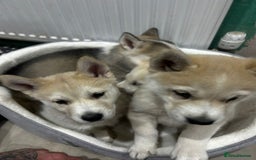 Siberian Husky dogs for sale: Gorgeous little husky pups - ready in two weeks - Advert 17