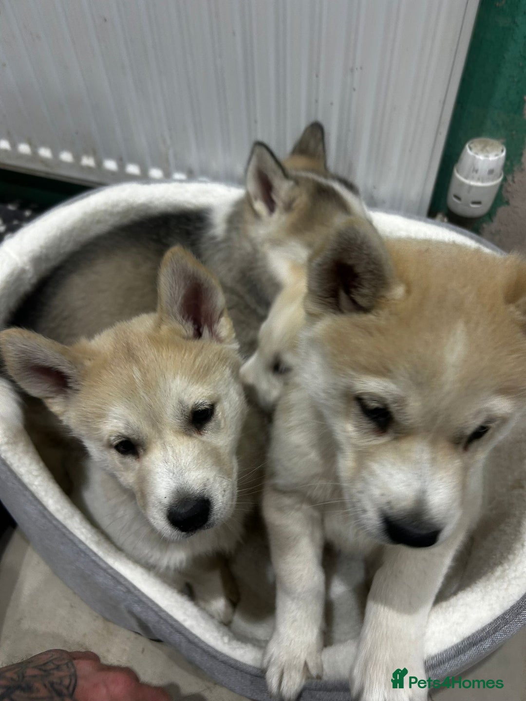 Siberian Husky dogs for sale: Gorgeous little husky pups - ready in two weeks - Advert 17