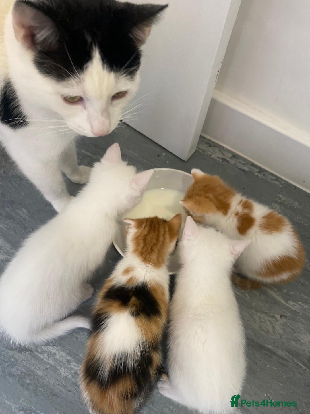 Mixed Breed cats for sale: Kittens - Image 6