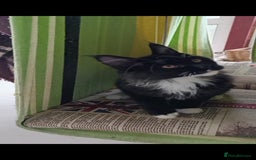 Maine Coon cats for sale: Maine-Coon kittens  - Image 28