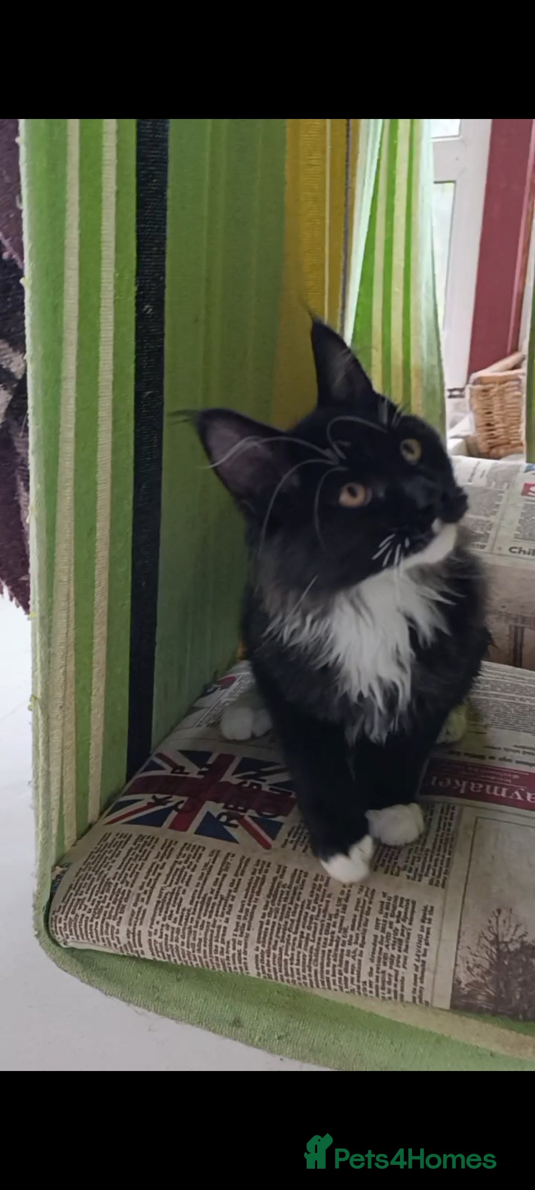 Maine Coon cats for sale: Maine-Coon kittens  - Image 28