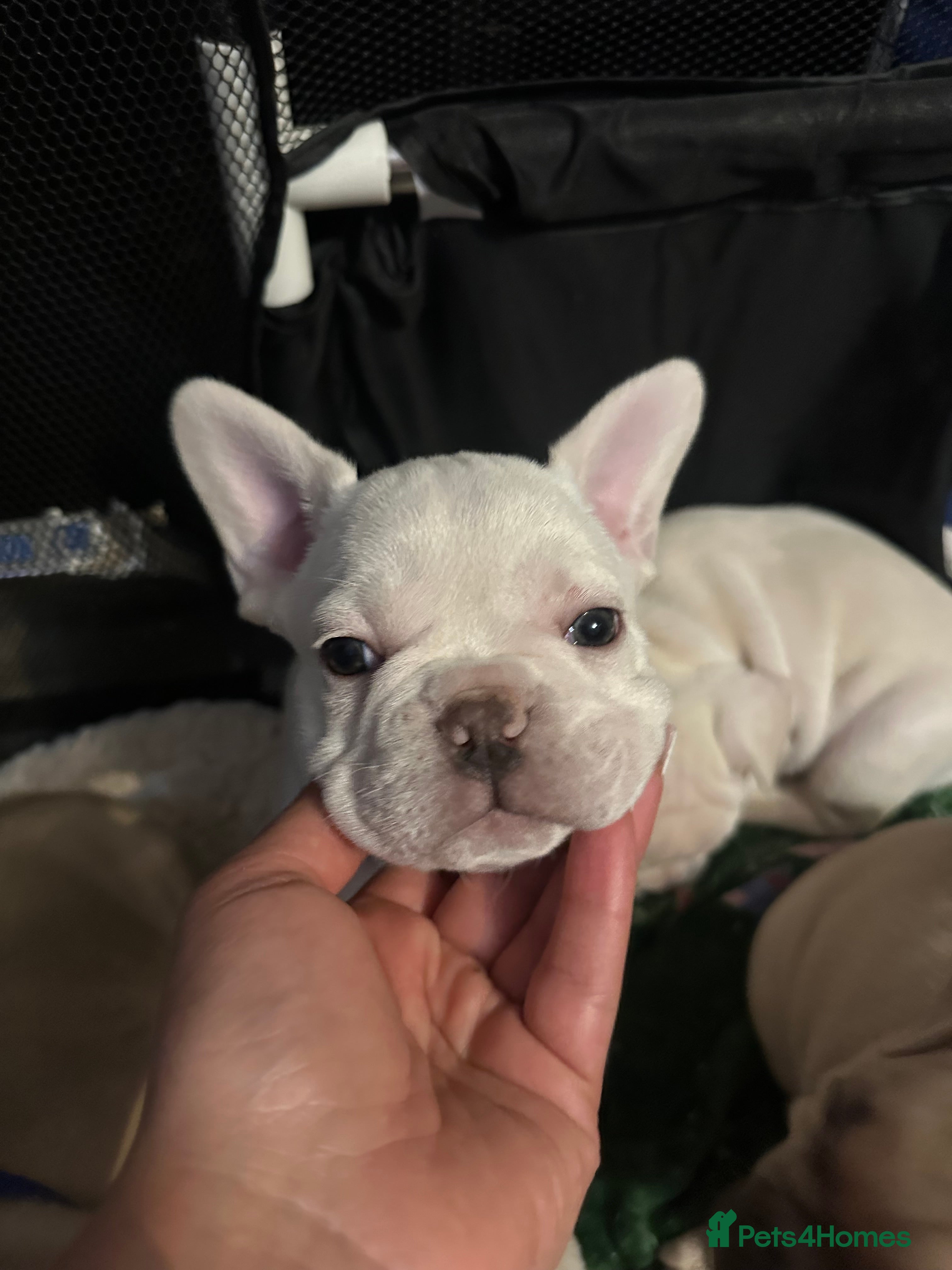 French Bulldog dogs French bulldog  - Advert 13