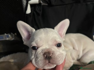 French Bulldog dogs French bulldog - Advert 7