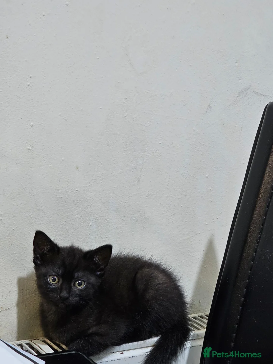 Mixed Breed cats for sale: 2 beautiful main coon mix  female kittens  - Advert 5