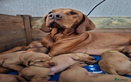 Hungarian Vizsla dogs for sale: 2 viz boys looking for loving homes - Image 19