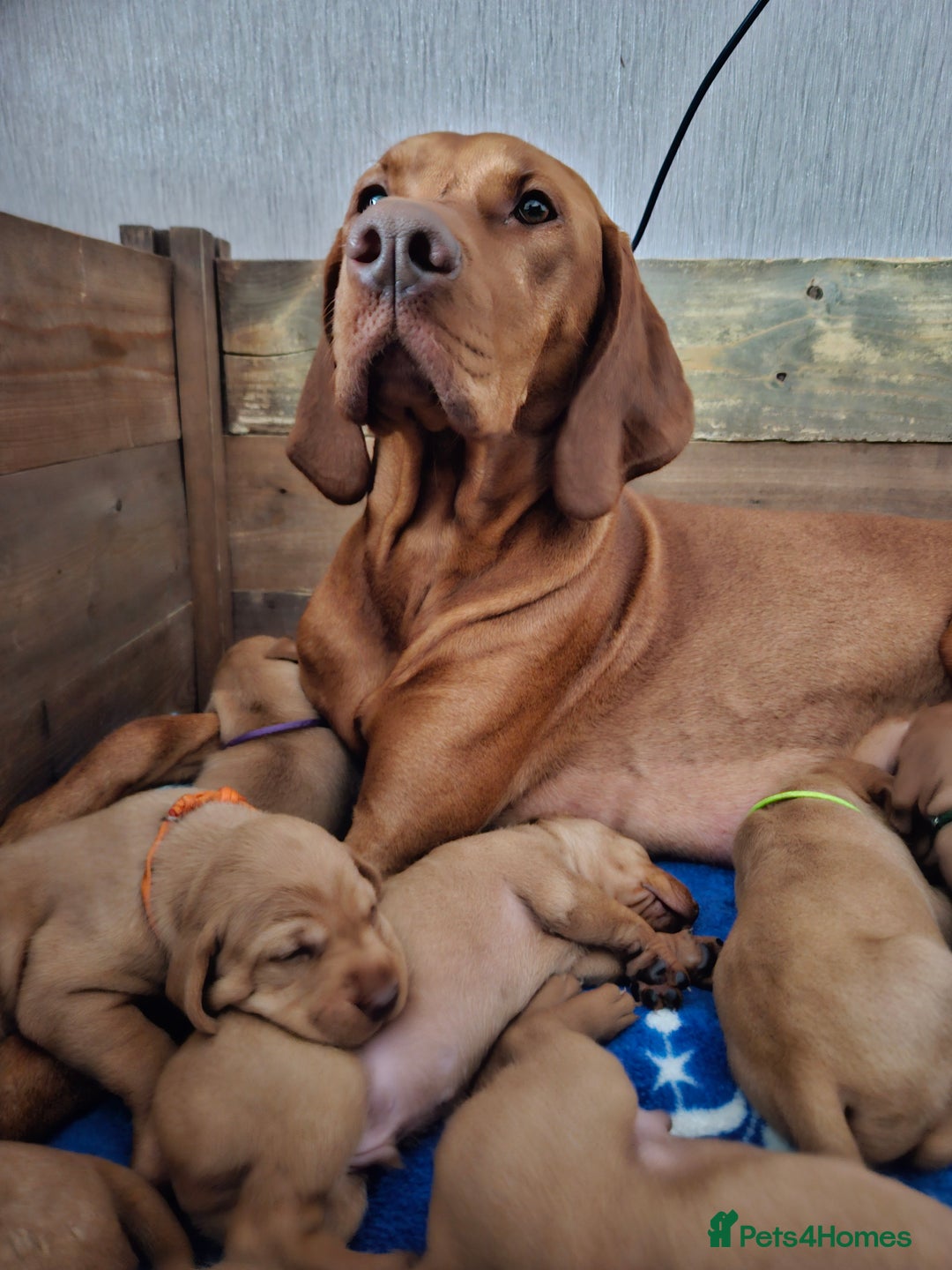 Hungarian Vizsla dogs for sale: 2 viz boys looking for loving homes - Image 19