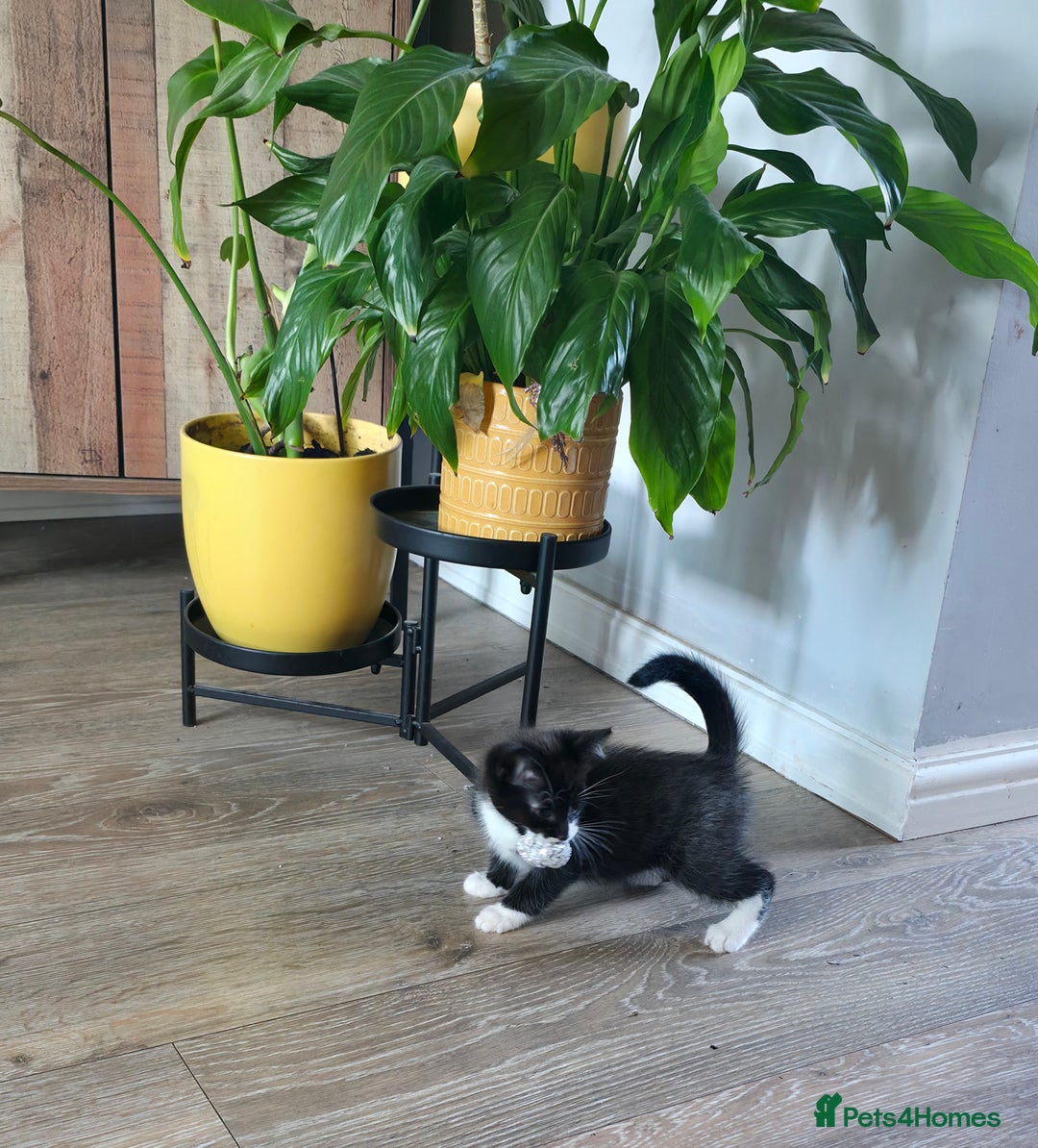 Ragdoll cats for sale: Ragdoll mix turkish angora - Image 8