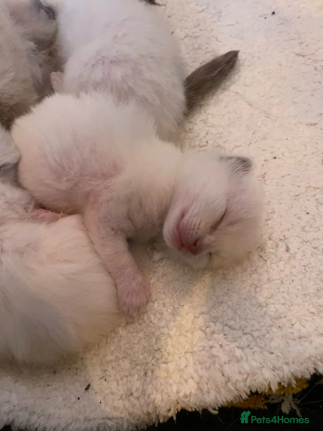 Ragdoll cats for stud: Stud Muffin in Ilkeston - Advert 25