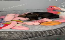 Dachshund dogs for sale: For sale beautiful miniature dachshund girl - Advert 3