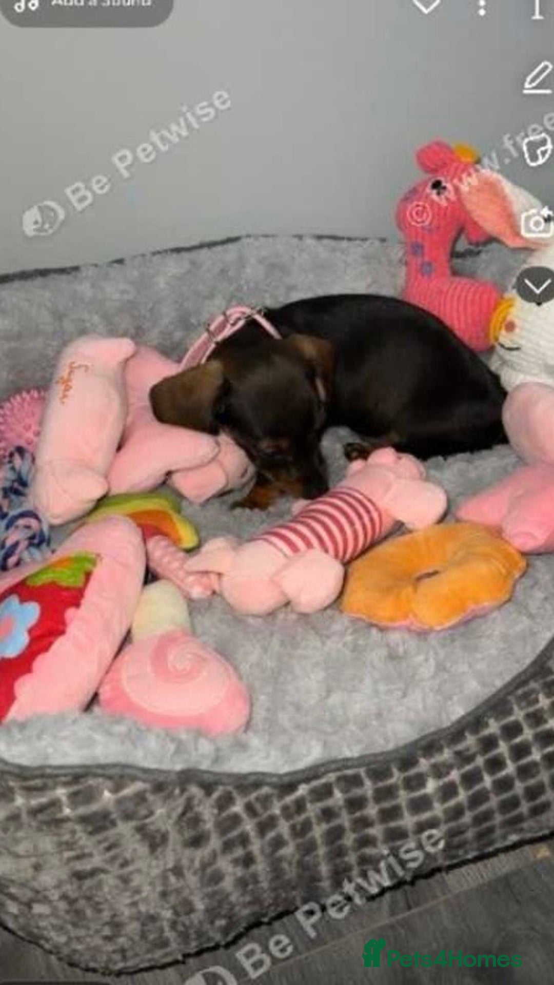 Dachshund dogs for sale: For sale beautiful miniature dachshund girl - Advert 3