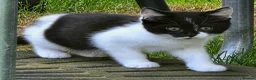 Mixed Breed cats for sale: Adorable fluffy Kittens in Hungerford - Advert 4