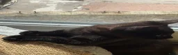 Mixed Breed cats for sale: 2 Kittens for sale  - Advert 8