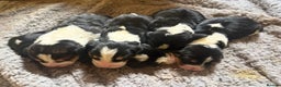 Basset Hound dogs for sale: Basset hound puppies  - Advert 2