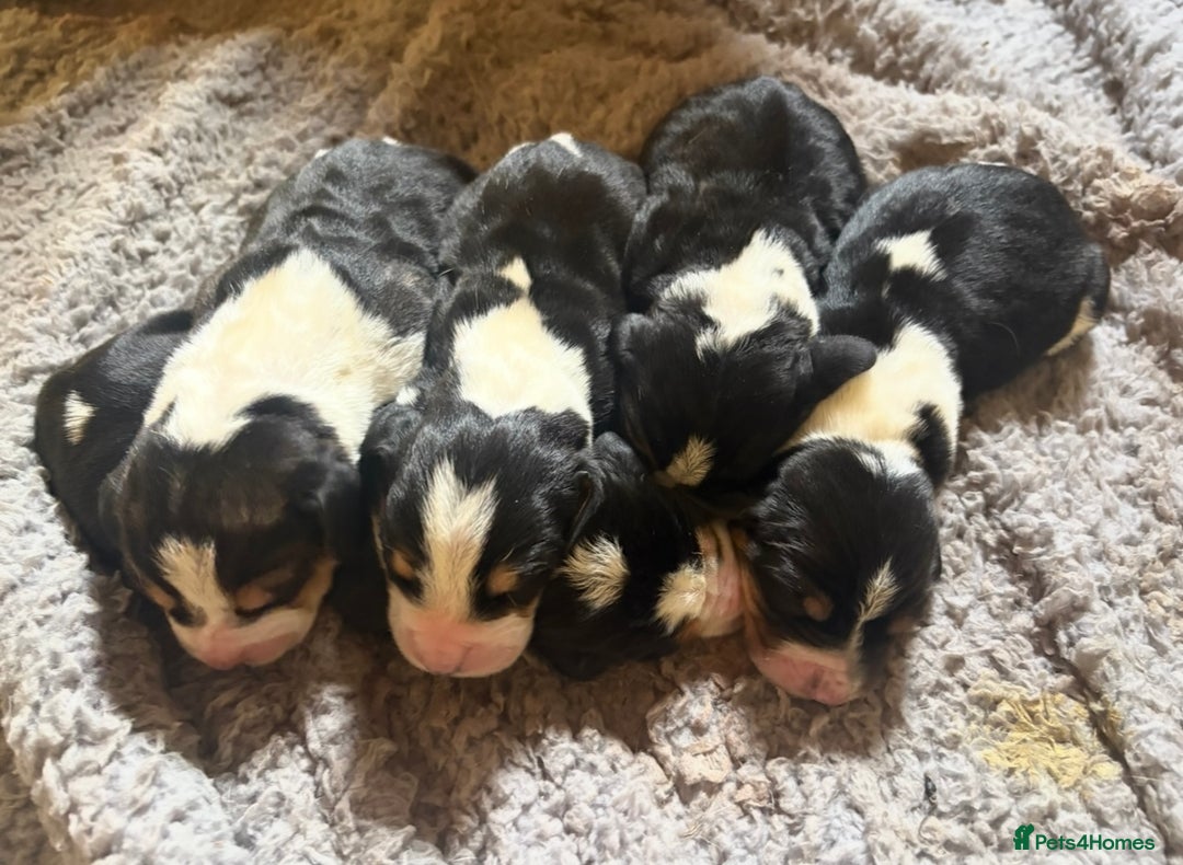 Basset Hound dogs for sale: Basset hound puppies  - Advert 2