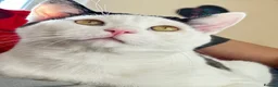 Mixed Breed cats for sale: 🩵 Yuki , a Lovely cat 🤍 - Advert 6