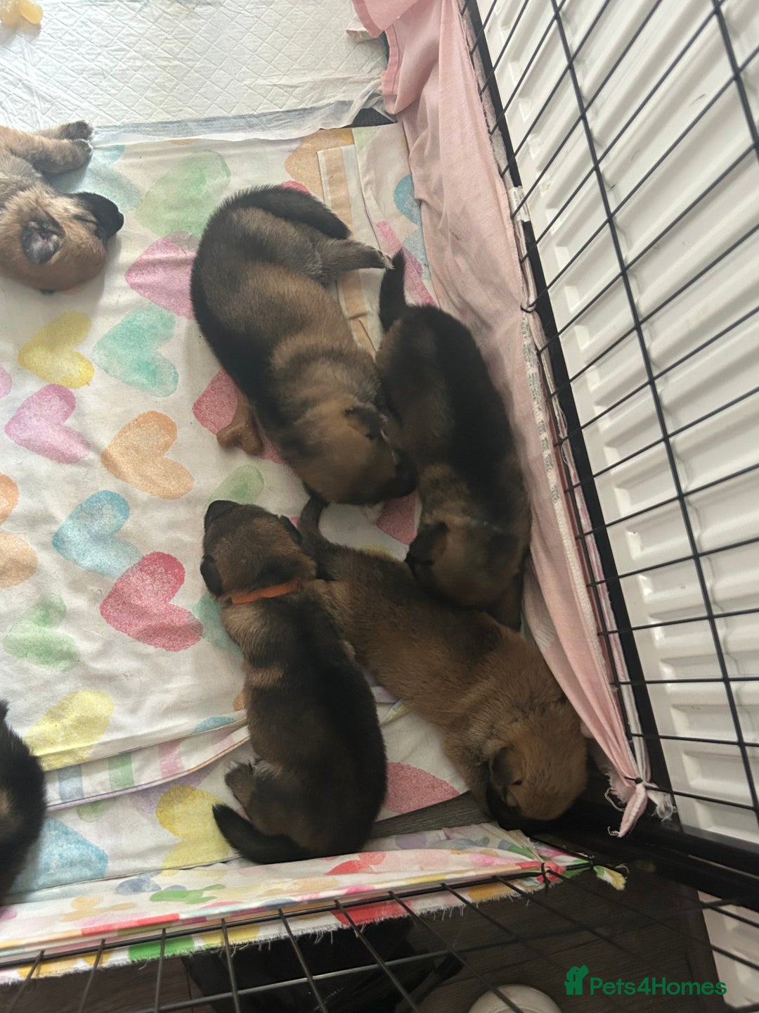 Shepsky dogs for sale: German shepherd x husky 3 weeks old  - Image 7