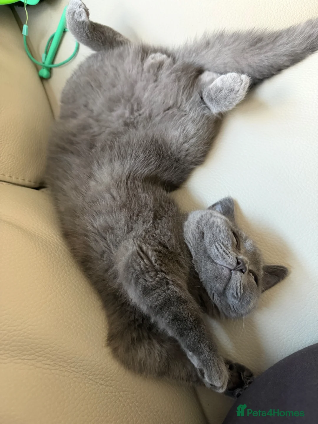 British Shorthair cats for sale: Male British shorthair  in Welwyn Garden City - Advert 1