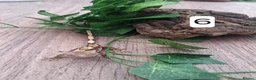 Gecko reptiles for sale: Crested geckos - Advert 11