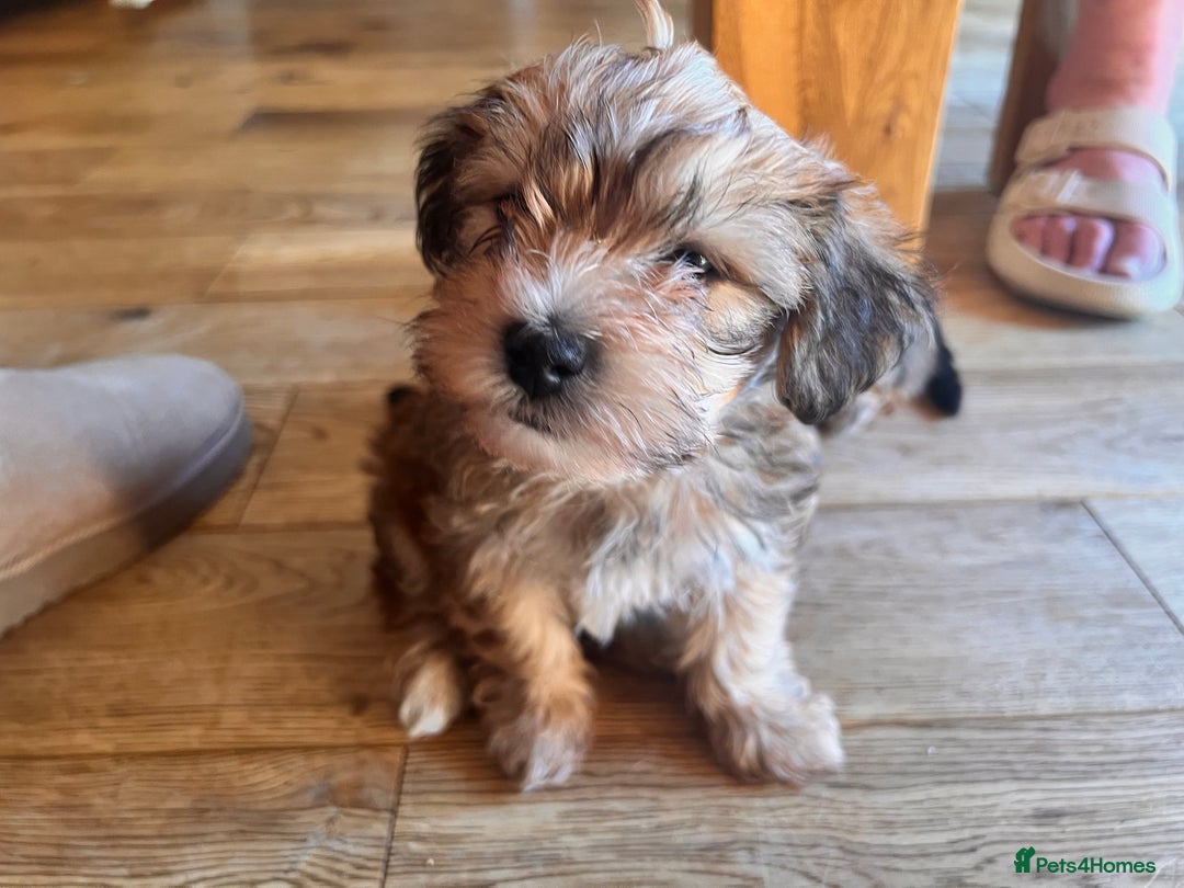 Yochon dogs for sale: Millie’s first litter  - Image 8