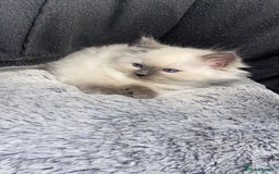 Ragdoll cats for sale: Cute Ragdoll kitten for sale ready for rehoming  - Advert 2