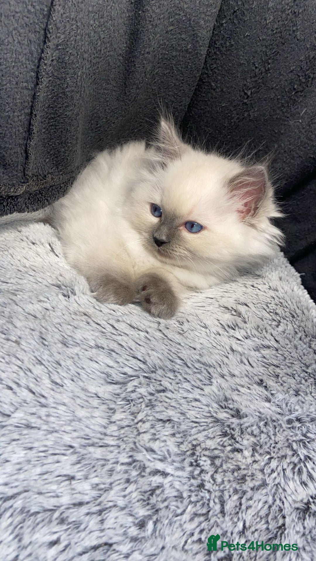 Ragdoll cats for sale: Cute Ragdoll kitten for sale ready for rehoming  - Advert 2