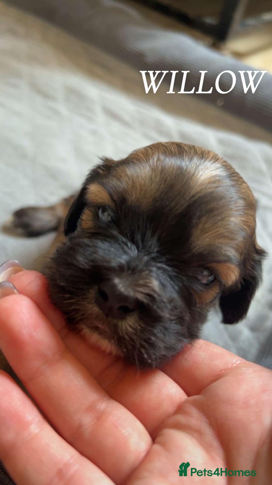 Cava Tzu dogs for sale: Gorgeous F1 Cava tzu puppies  - Advert 2
