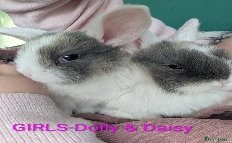 Harlequin rabbits - Advert 1