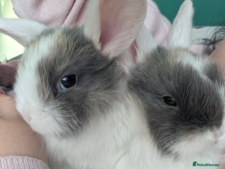 Harlequin rabbits Beautiful baby bunnies - Advert 1