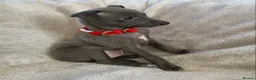 Italian Greyhound dogs for sale: KC Italian greyhound puppies European lineage - Advert 31