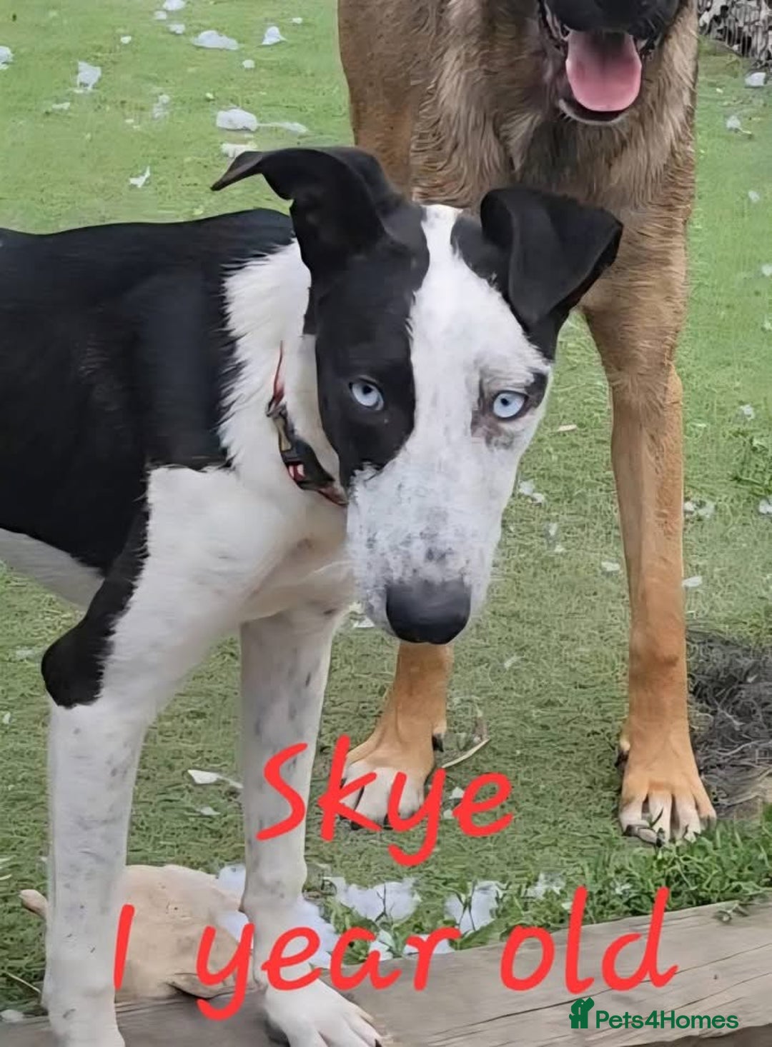 Mixed Breed dogs for adoption: Blue and Skye - Advert 1
