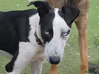 Mixed Breed dogs Blue and Skye - Advert 13